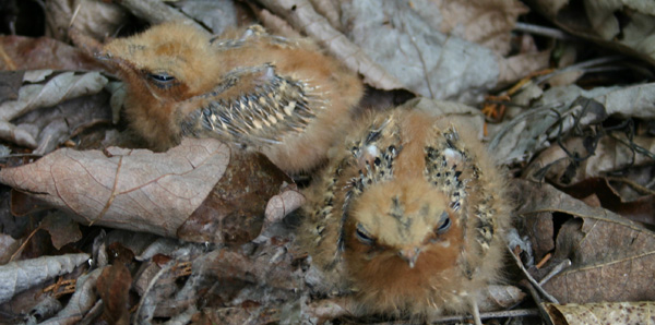 Whip-poor whil chicks