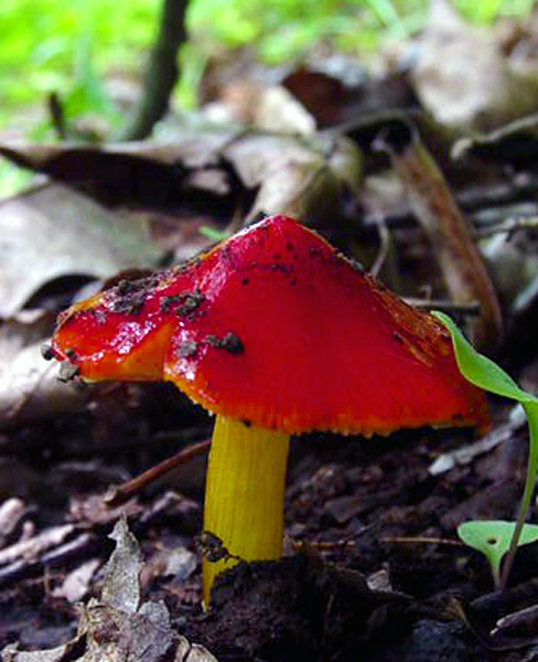 Red Mushroom
