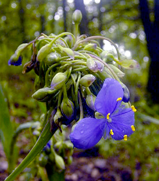 Spiderwort