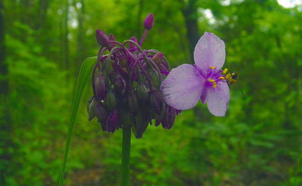 Spiderwort/Bee