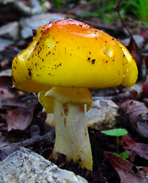 Yellow Mushroom