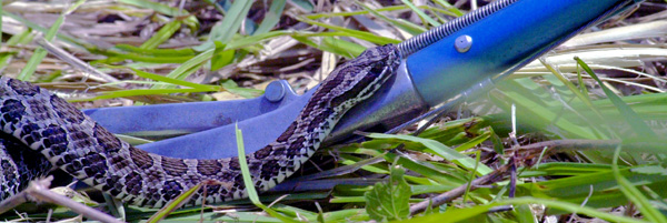 Massasuaga Rattlesnake and tongs