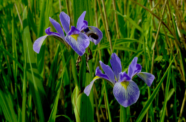 Iris