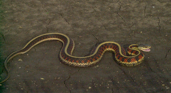 Red-sided Garter Snake