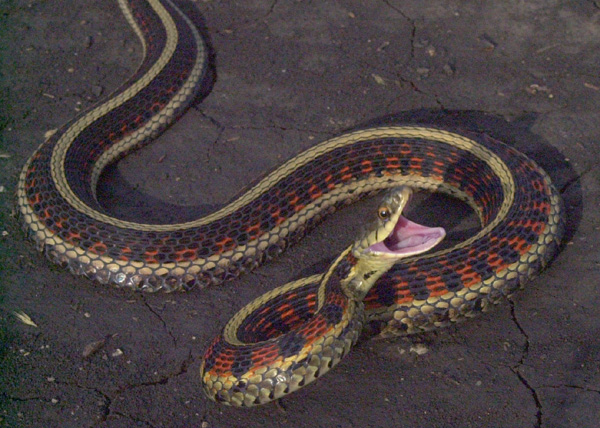 Snake striking pose