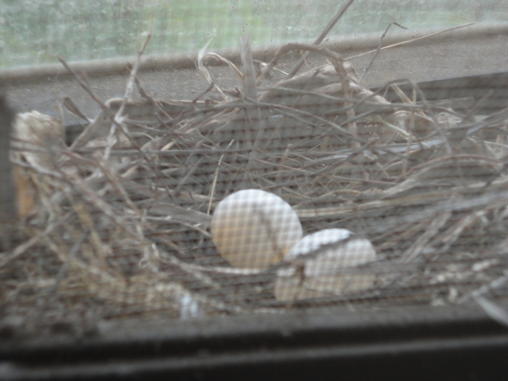 Nest egg