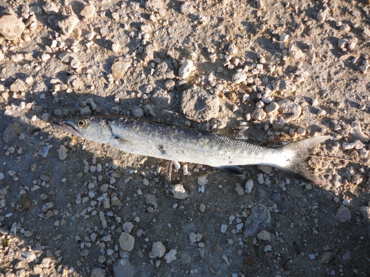 Fishermans treasure