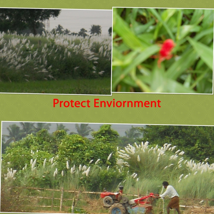 Protect Biodiversity