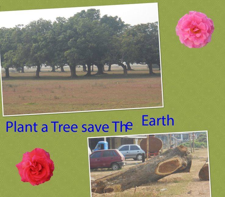 Plant a tree save the earth