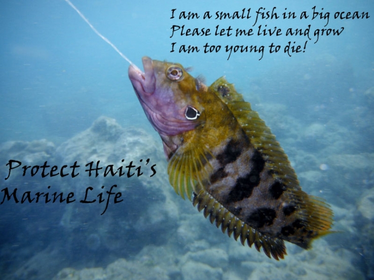 Small fish big ocean