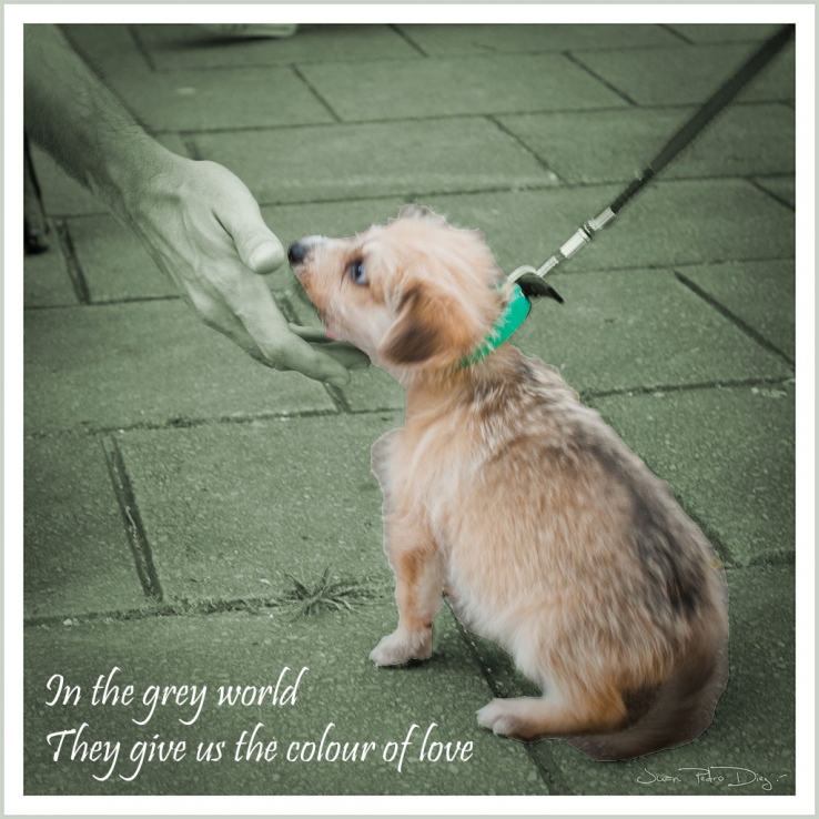 The Colour of love