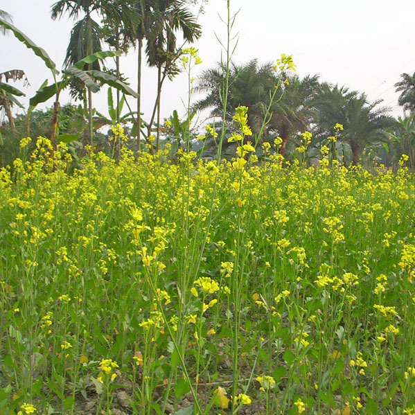 Environment