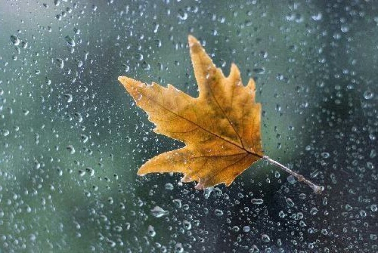 Save Chinar