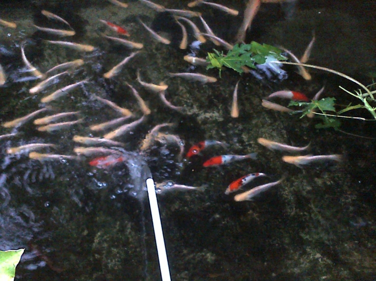 Ornamental Fish Pond