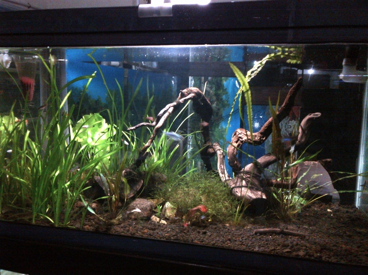 aquascape