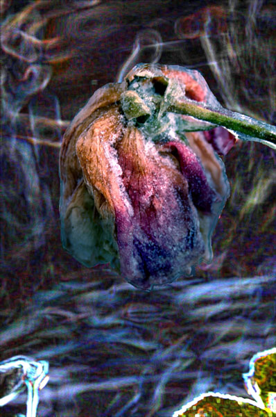 Frozen Rose
