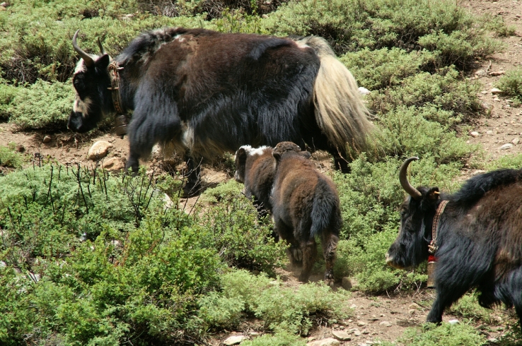 Yak ..