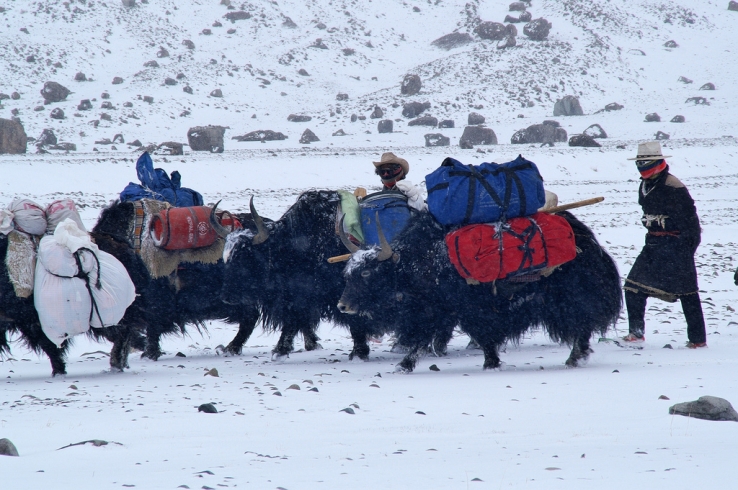 Yak Transport..