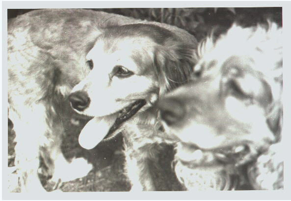 Dogs