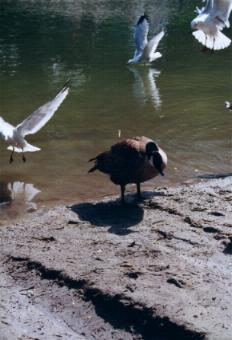 Goose Steps
