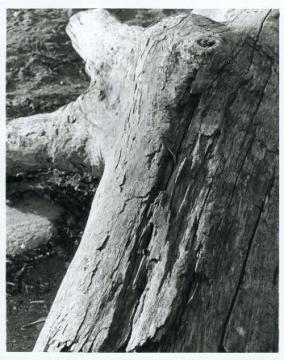 Nature in Detail