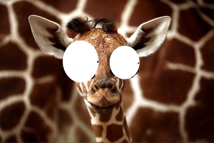 giraffe