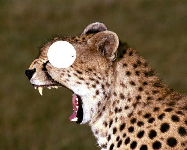 def lepard