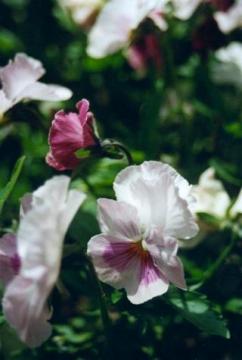 Plentiful Pansies
