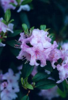 Perfect Pink