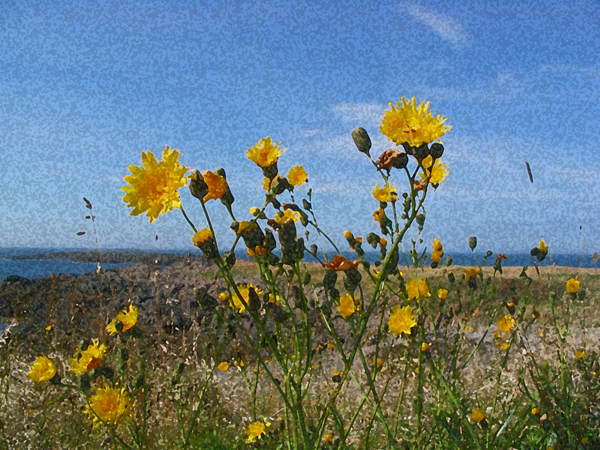 yellow flowers