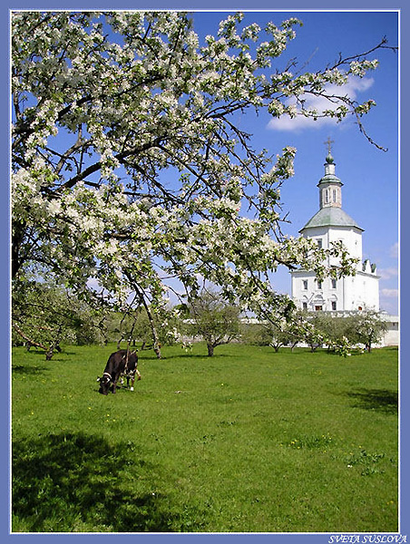 The apple trees aflower