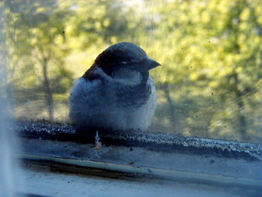 birdy N