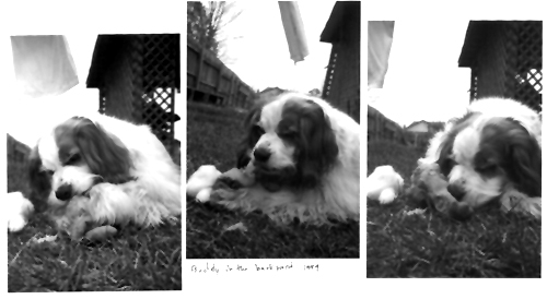 Buddy