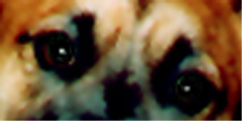 Bear's Eyes