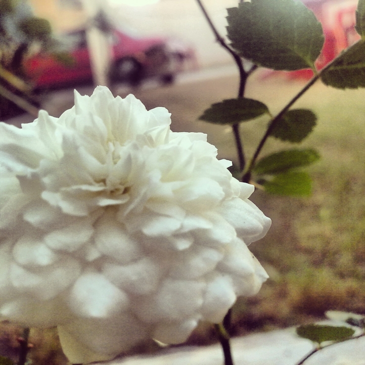 Soft Flower