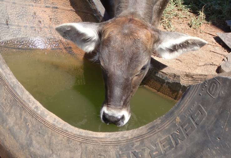 Water from a tire