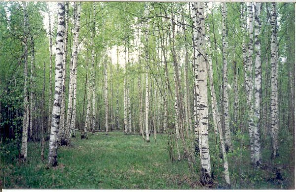 Русские берёзы