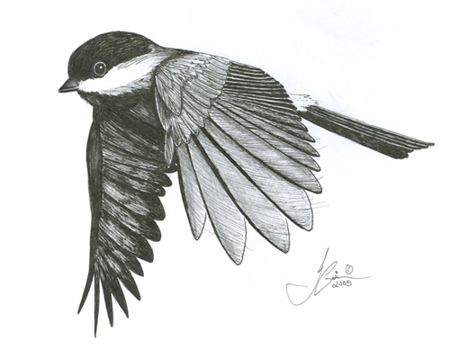 Carolina Chickadee