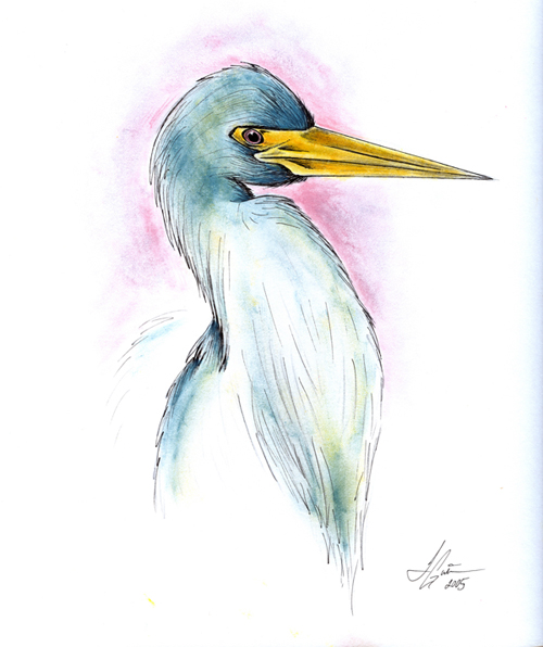 Tri-Colored Heron
