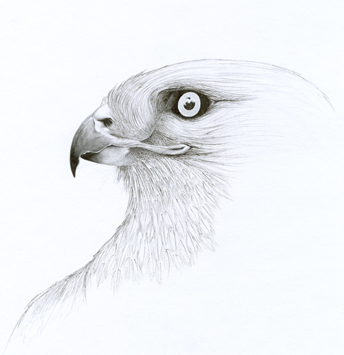 Rough Legged Hawk