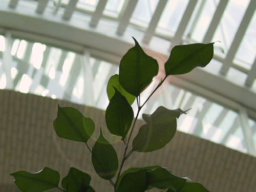 Leaf