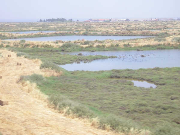 Obala