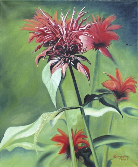 Monarda Didyma