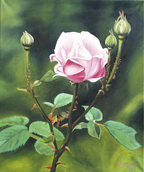 Rose