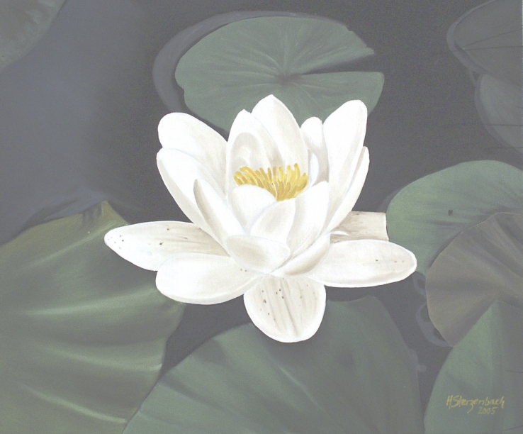 Water Lily