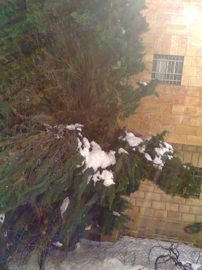 snow damage for the tree