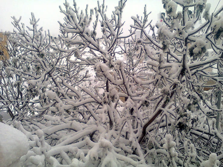 Snow in Palestine