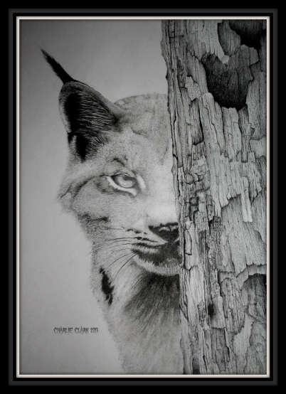 "Hide and Seak"Canadian Lynx 2013