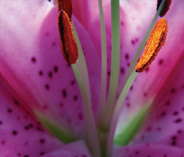 Цветок / A Flower
