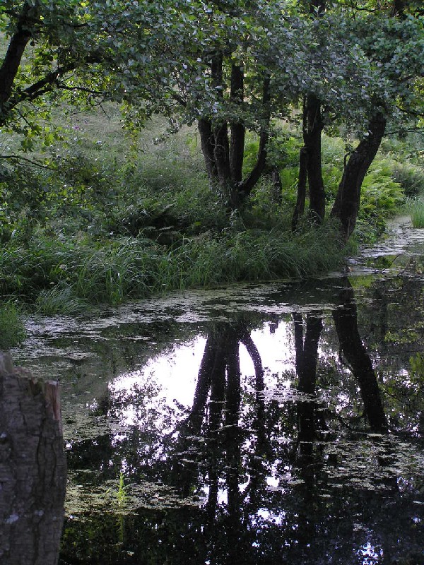 Natura